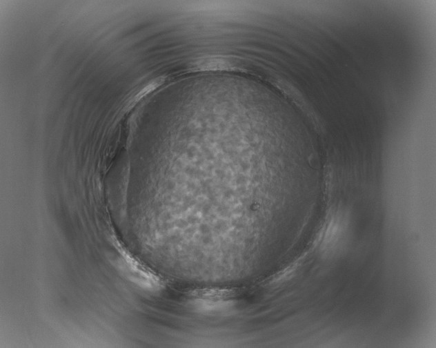 X0000077360841200610201320