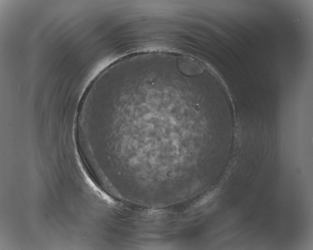 X0000077360847200610201320