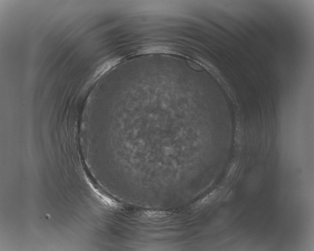 X0000077360849200610201320