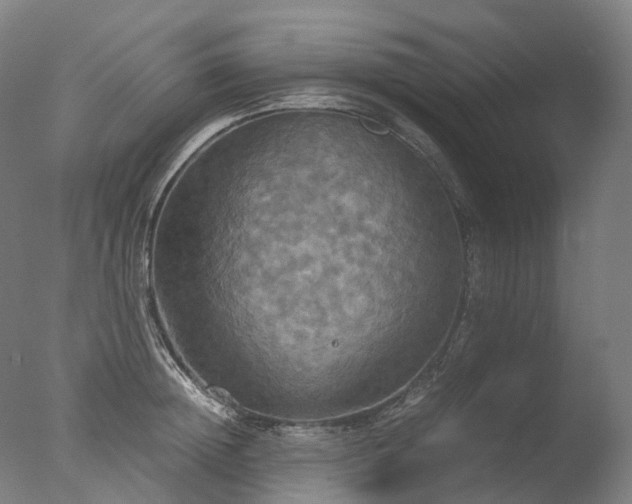 X0000077360852200610201320