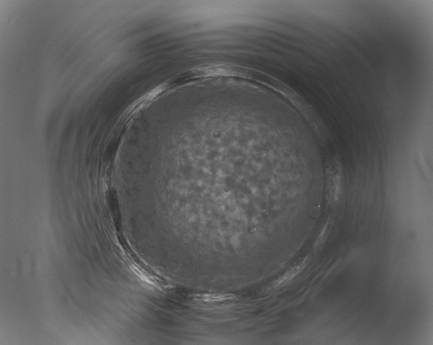 X0000077360857200610201321