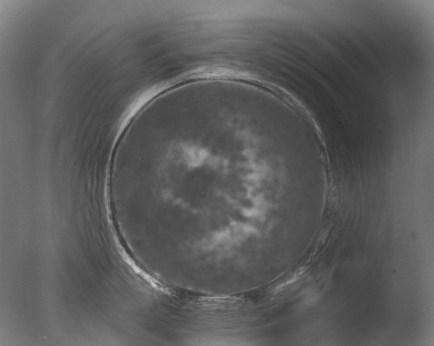 X0000077360863200610201321