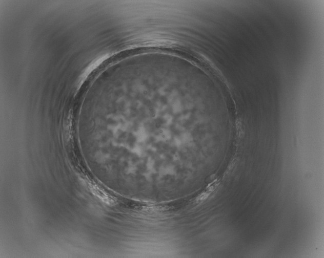 X0000077360875200610201320