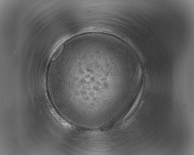 X0000077360896200610201319