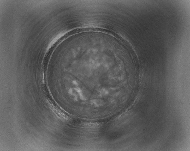 X0000077360925200610201318