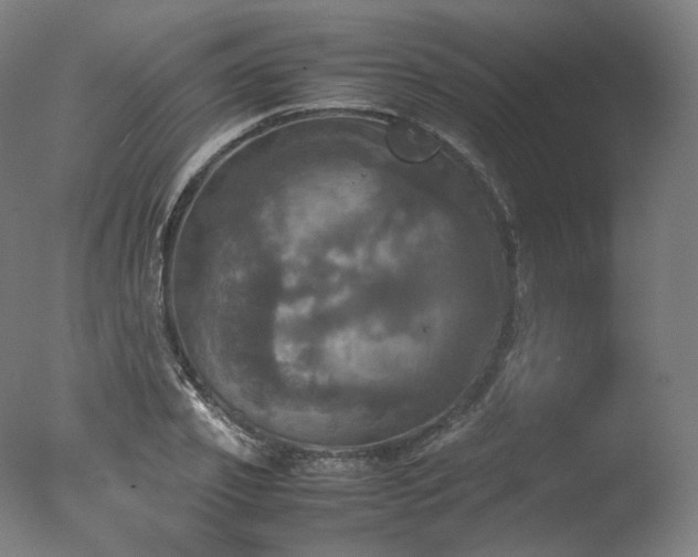 X0000077360933200610201319