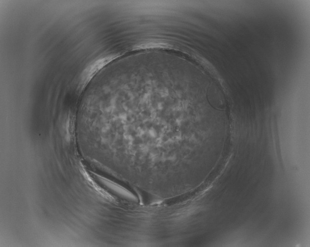 X0000077360937200610201319