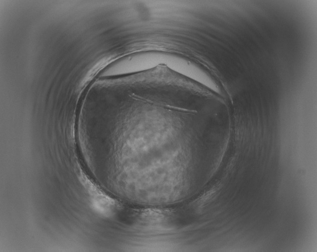 X0000077360938200610201319