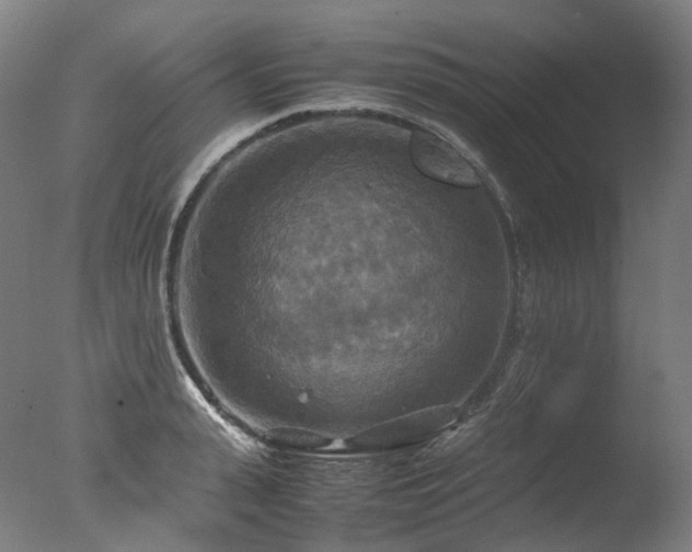 X0000077360943200610201319