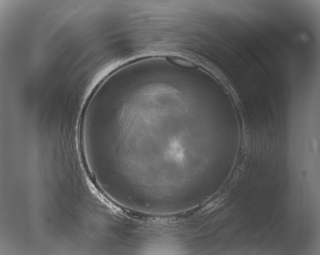 X0000077360958200610201319