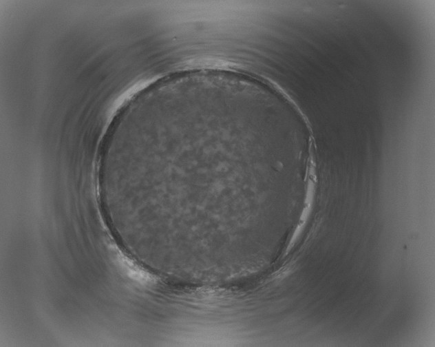 X0000077360987200610201318