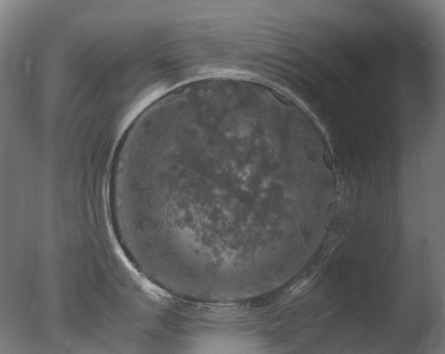 X0000077361007200610201317