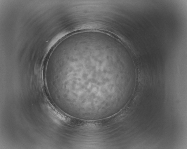 X0000077361078200610201316