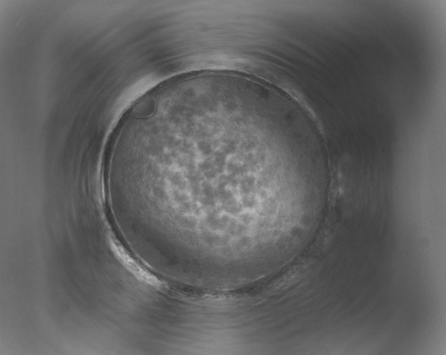 X0000077361080200610201316