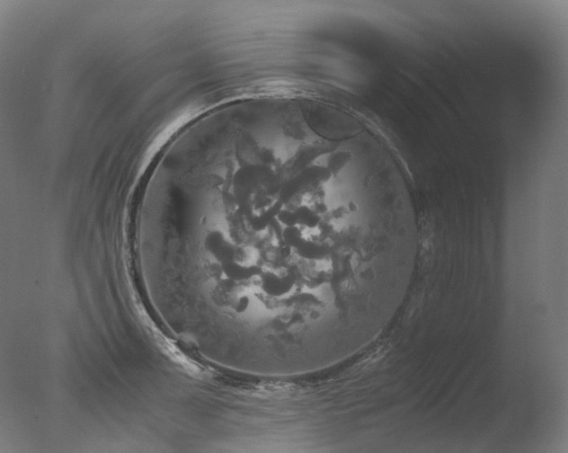 X0000077361091200610201316