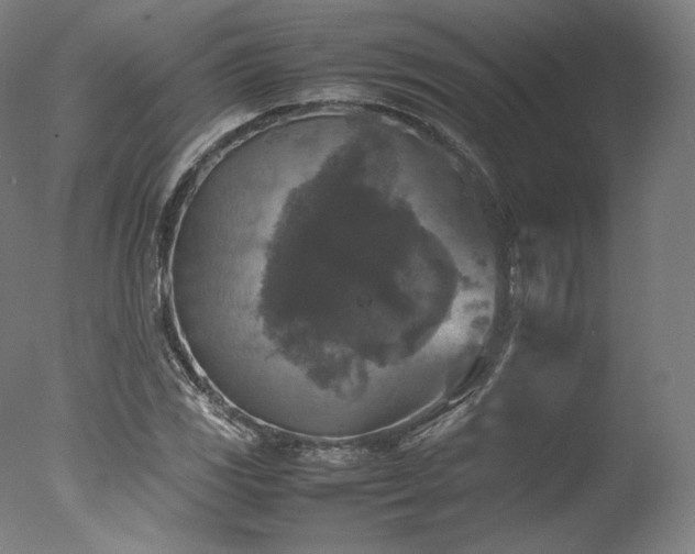 X0000077361117200610201315
