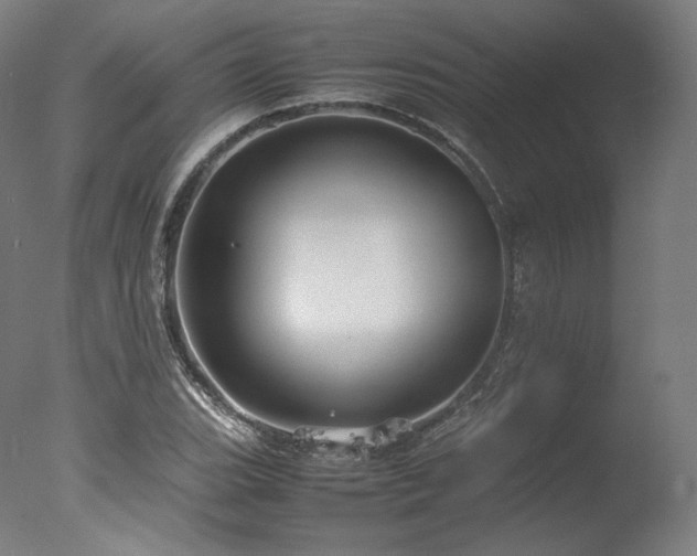 X0000077361119200610201315