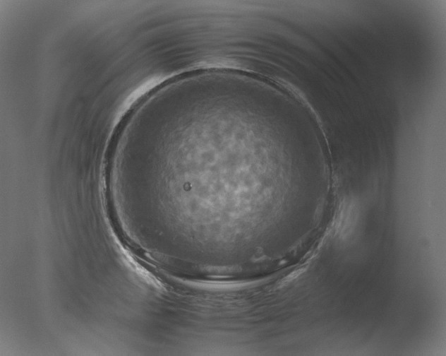 X0000077361133200610201315