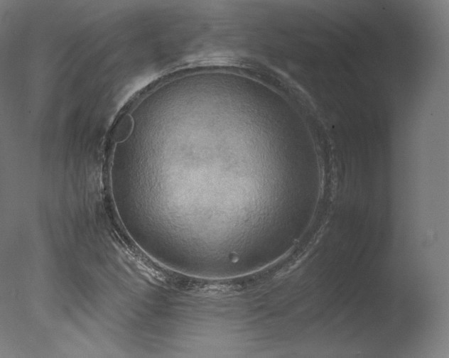 X0000077361166200610201315