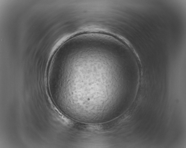 X0000077361191200610201314