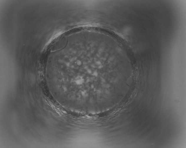 X0000077361255200610201313