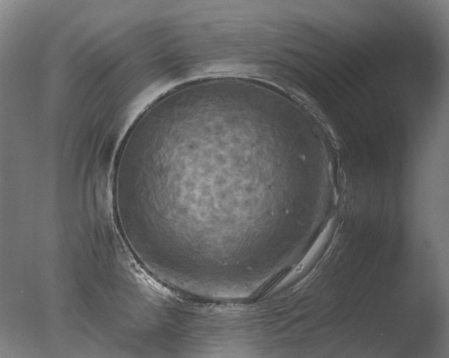 X0000077361288200610201313