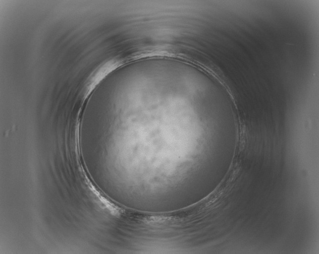 X0000077361290200610201313