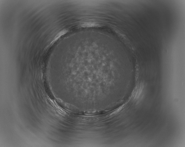 X0000077361305200610201312