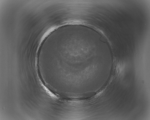 X0000077361424200610201311