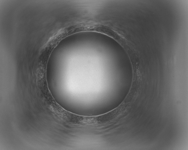X0000077361447200610201310
