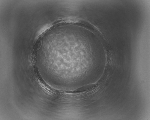 X0000077361448200610201310