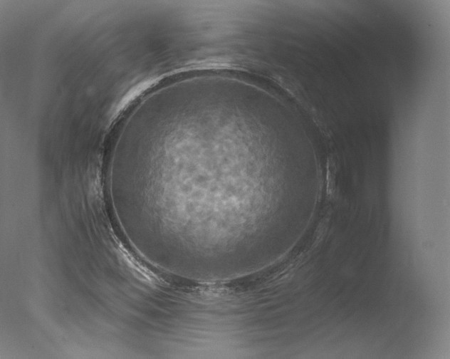 X0000077361452200610201310