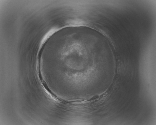 X0000077361472200610201309