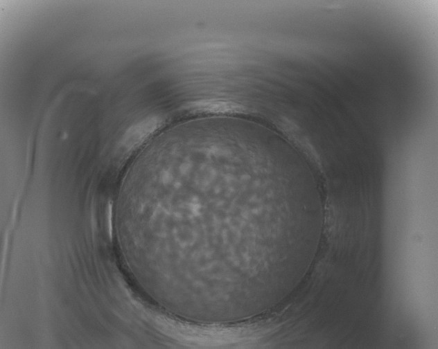 X0000077360014200610271906