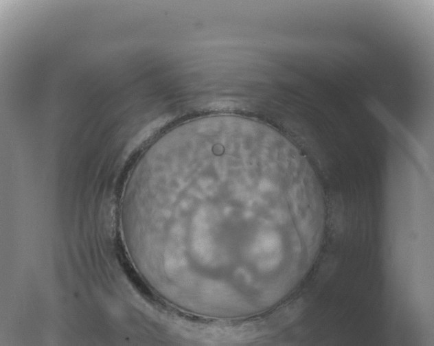 X0000077360016200610271906