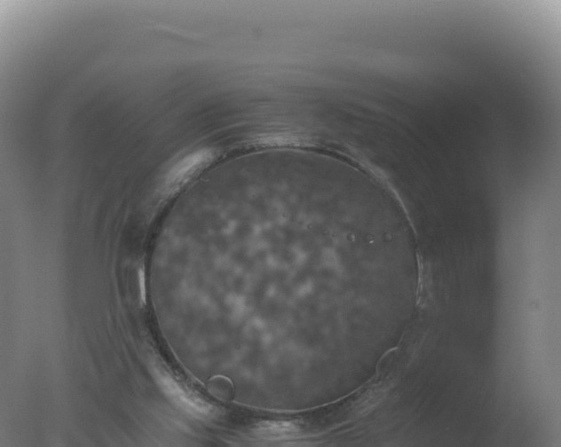 X0000077360061200610271905