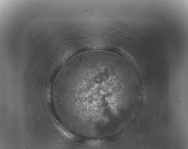 X0000077360065200610271905