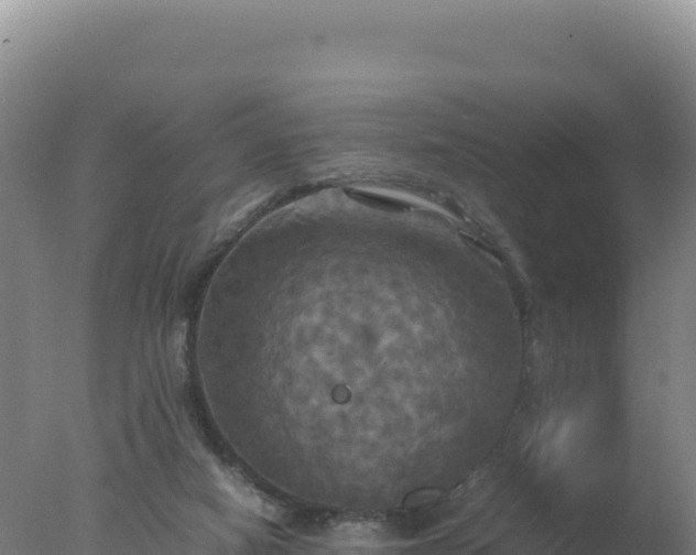 X0000077360066200610271905