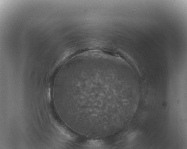 X0000077360067200610271905