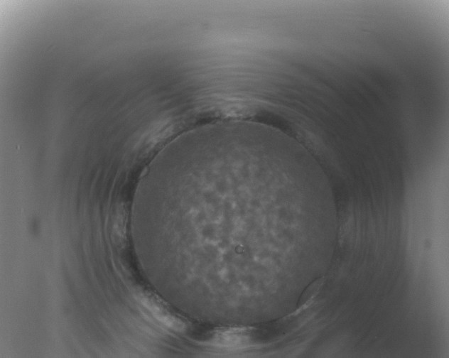 X0000077360078200610271905