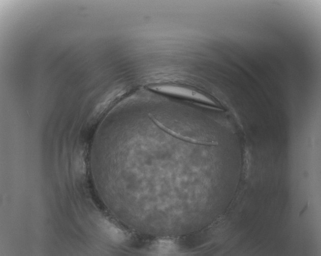 X0000077360114200610271904