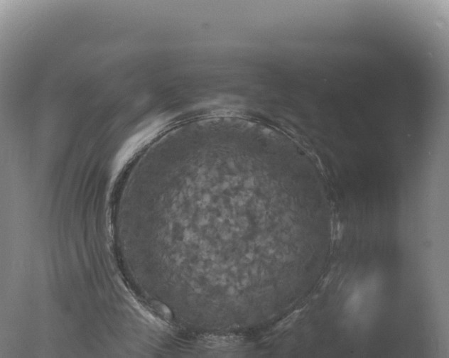 X0000077360245200610271901