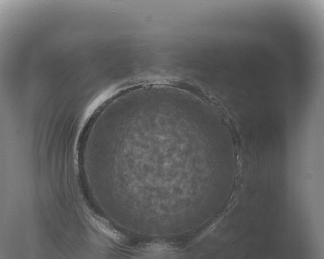 X0000077360246200610271901