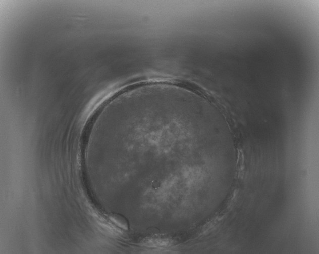 X0000077360247200610271901