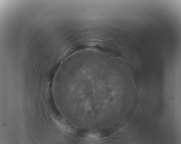 X0000077360263200610271902