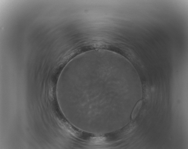 X0000077360266200610271902