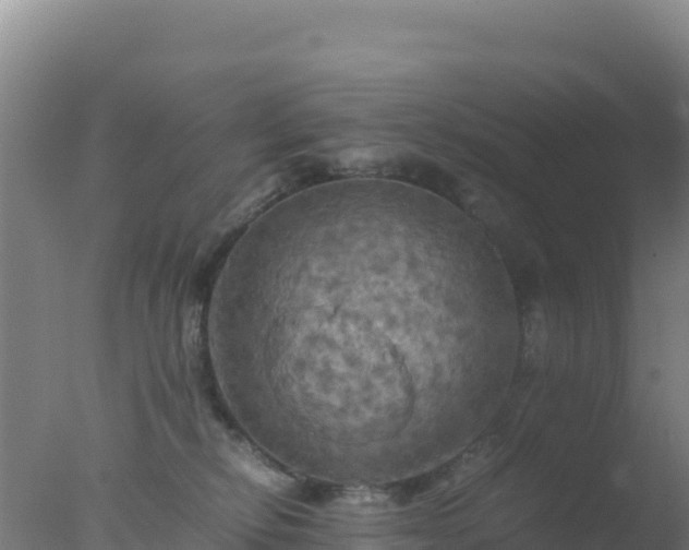 X0000077360278200610271902