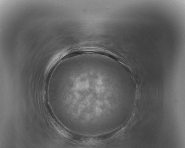 X0000077360293200610271901