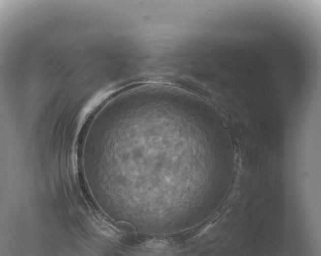 X0000077360294200610271901