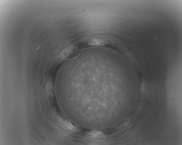 X0000077360322200610271901